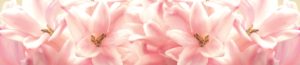 SP 006 Розовые лилии